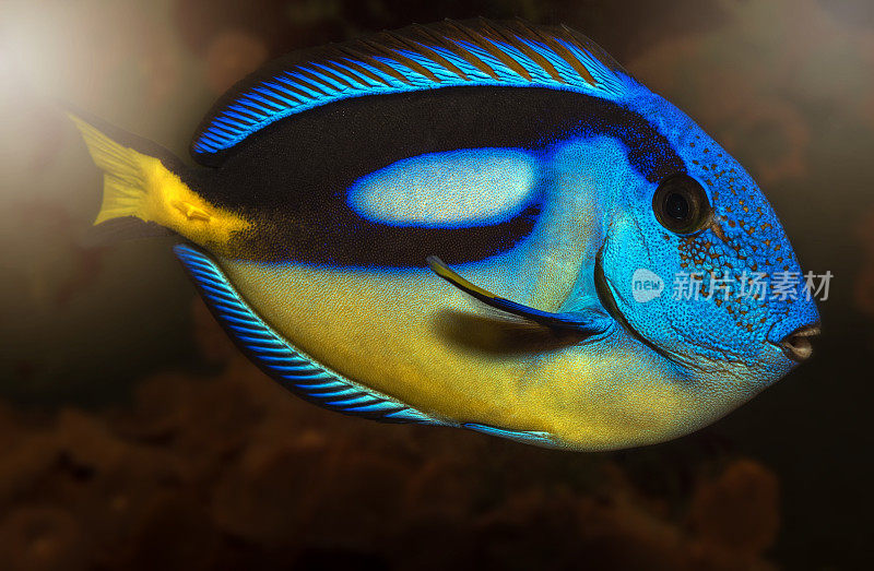 蓝色刺尾鱼的特写，受欢迎的热带水族馆宠物