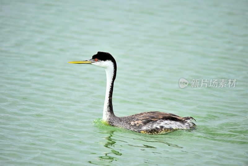 西方水鸟游泳