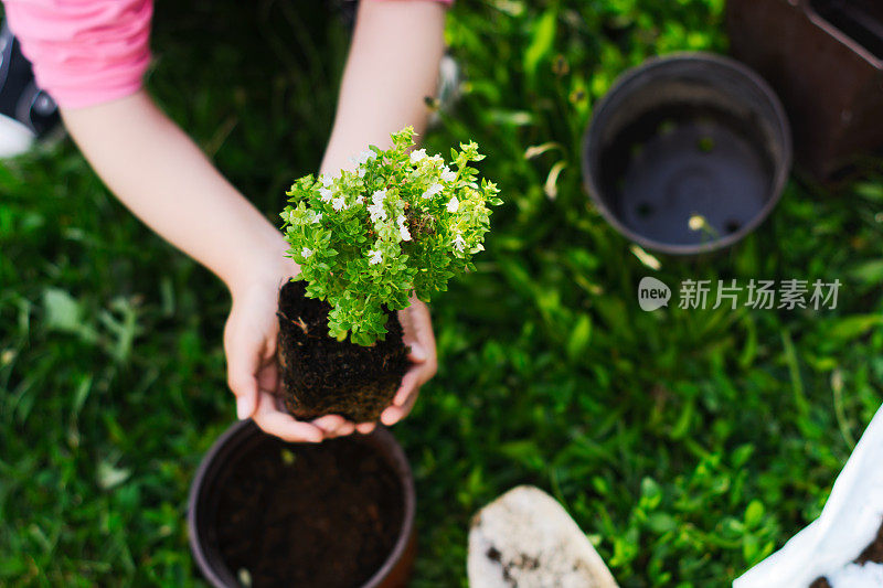 孩子种植草药的特写