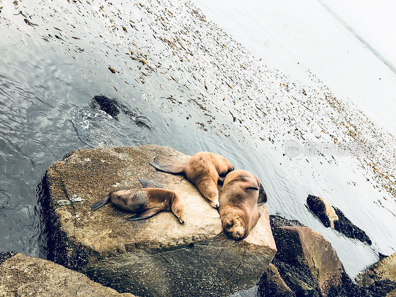 加利福尼亚蒙特利湾的海狮