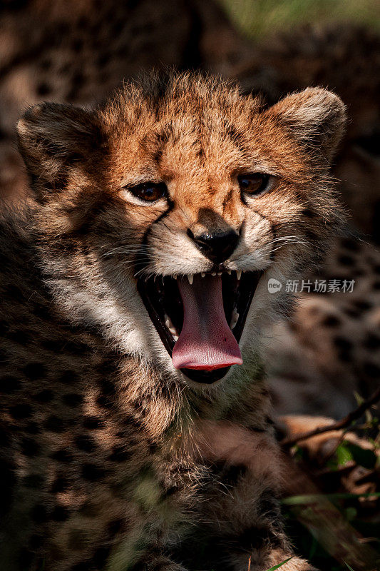肯尼亚马赛马拉的猎豹幼崽