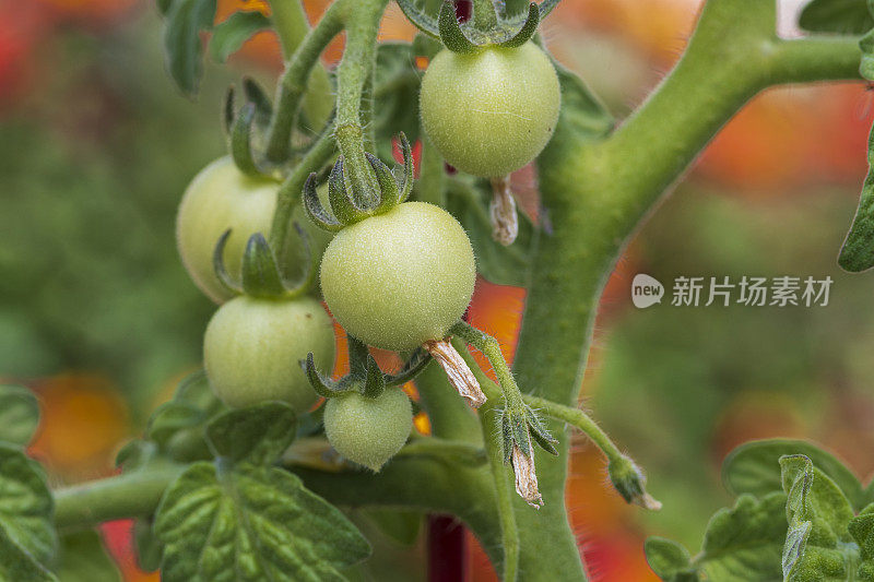 未成熟的番茄在藤上的特写
