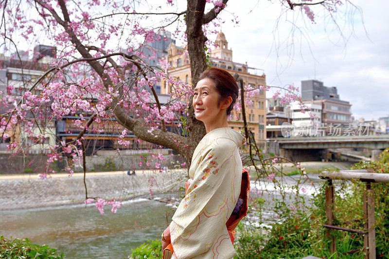 穿着和服的日本妇女在京都的加茂河边欣赏樱花