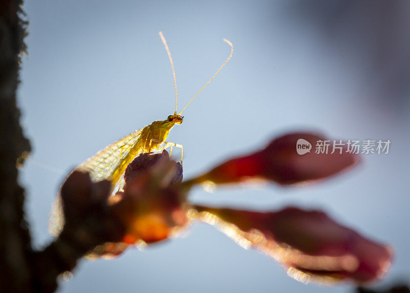 绿草蜻蛉