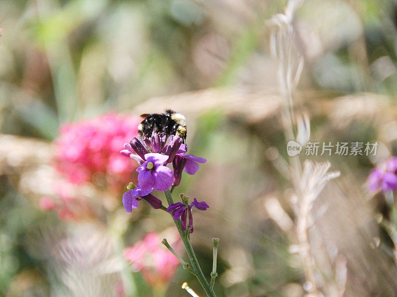 寻找花粉的蜜蜂