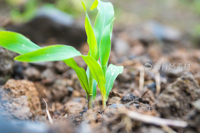 种植玉米幼苗