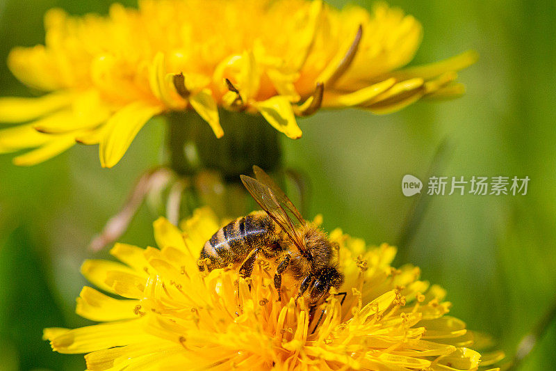 蜜蜂在蒲公英上