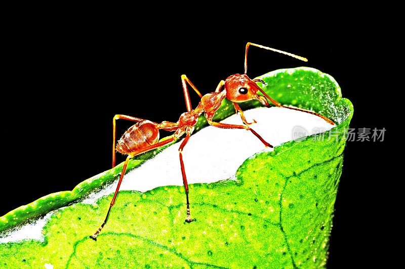 蚂蚁在折叠的叶子上筑巢。