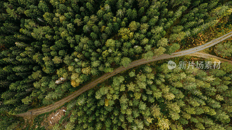 在瑞典无人机图像中，从上面的景观看森林树木和自然道路