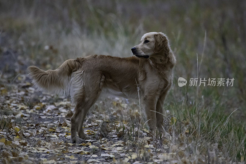 金毛猎犬从游戏中看着