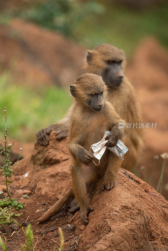 在Cabárceno的自然公园里，一只拿着口罩的小猴子。