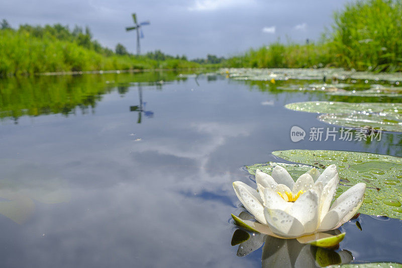 在Overijssel的Weerribben-Wieden自然保护区的水仙花运河