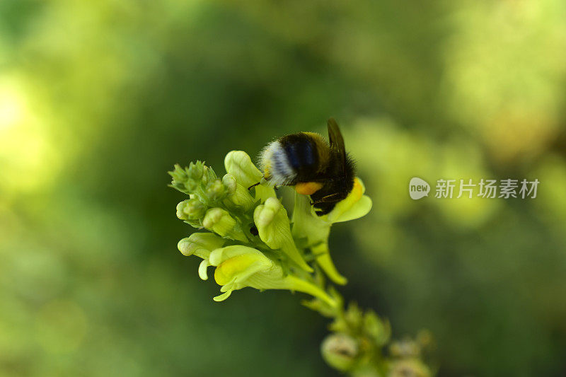 黄色美丽的花普通亚麻金鱼草和大黄蜂上的花