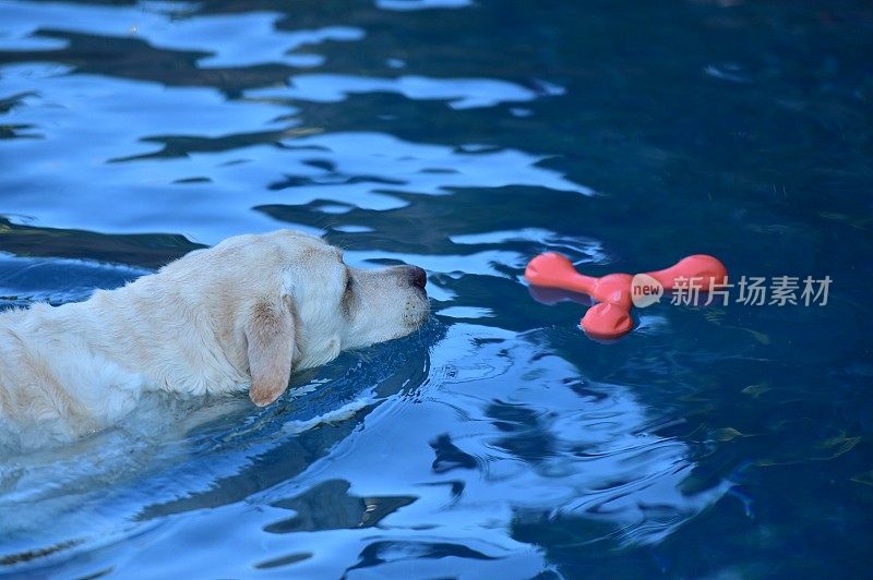 狗在水中游泳的特写镜头