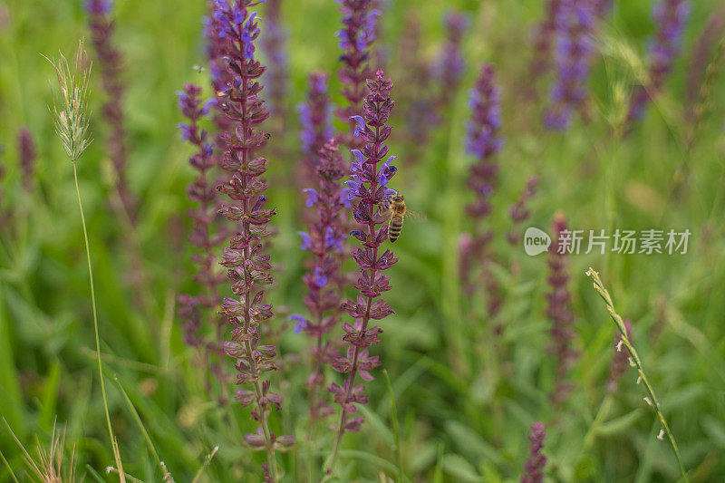 一只蜜蜂飞过一朵花