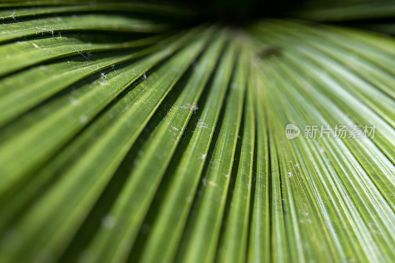 蕨类植物和棕榈树