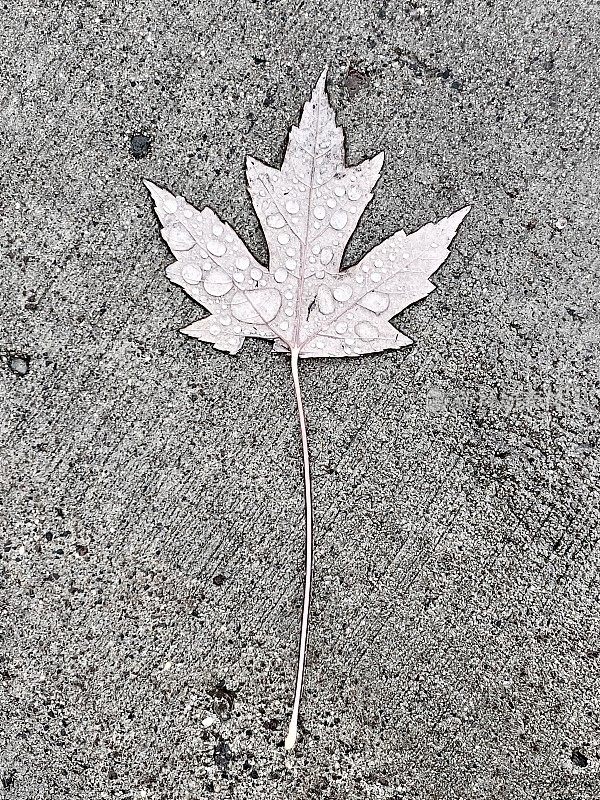 明尼苏达州的落叶和水滴