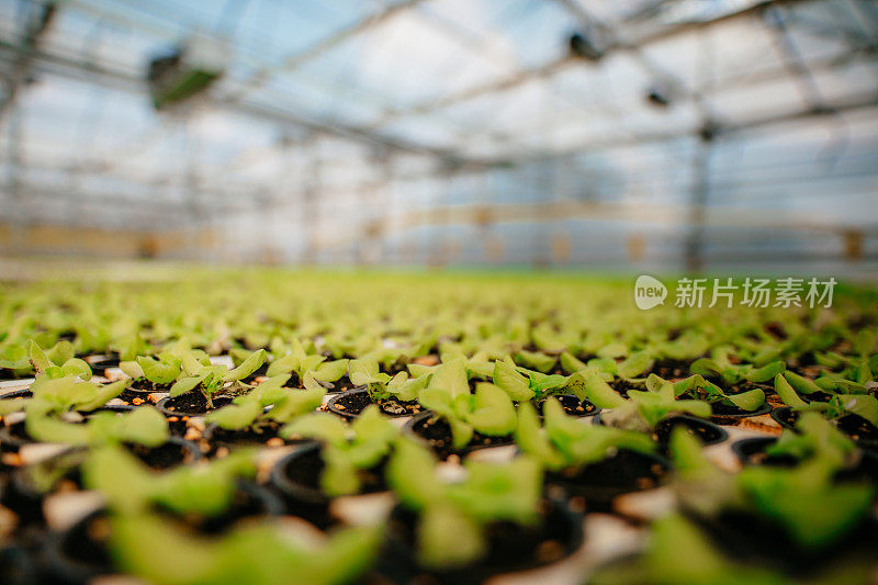 温室种植生菜芽的观察