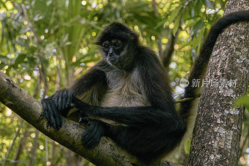 卡曼湖附近尤卡坦半岛仙喀安生物圈保护区的野生蜘蛛猴