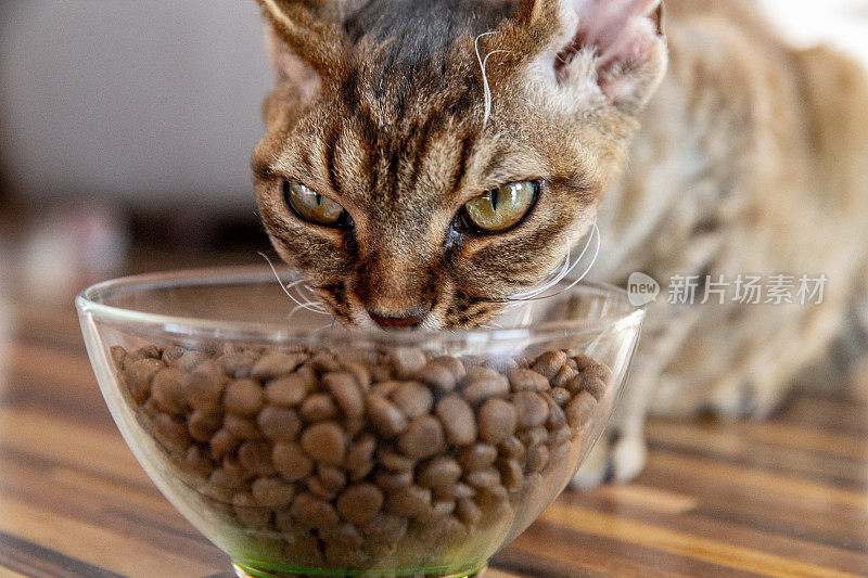 特写德文郡雷克斯猫吃零食