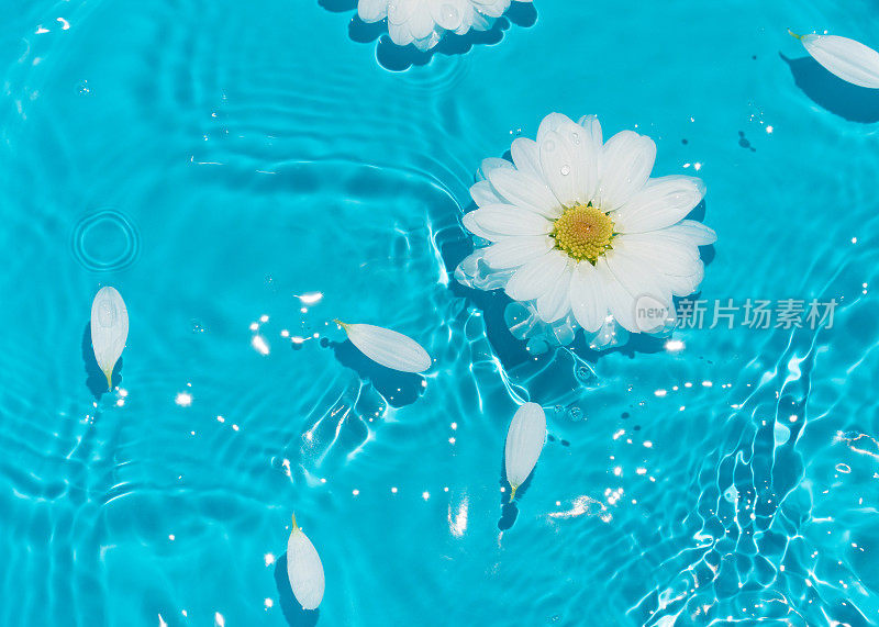 白色雏菊花和花瓣在阳光明媚的蓝色水中。