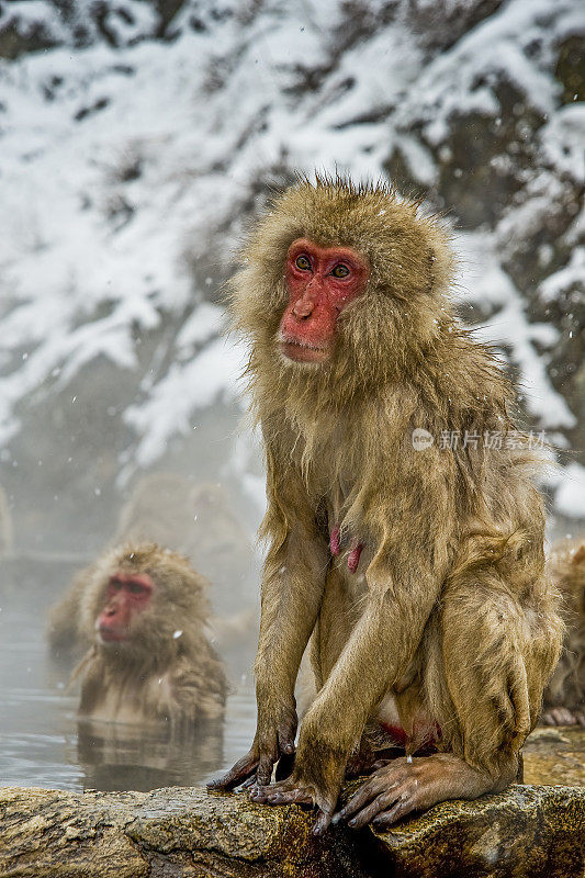 日本猕猴，也被称为雪猴，是一种原产于日本的陆地猴物种。生活在日本Honshū的山区。在冬天有雪和寒冷。日本本州的猴子公园。
