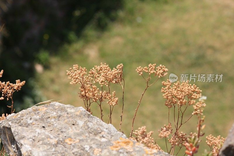 在伊兹尼克的岩石周围生长的黄色草本植物