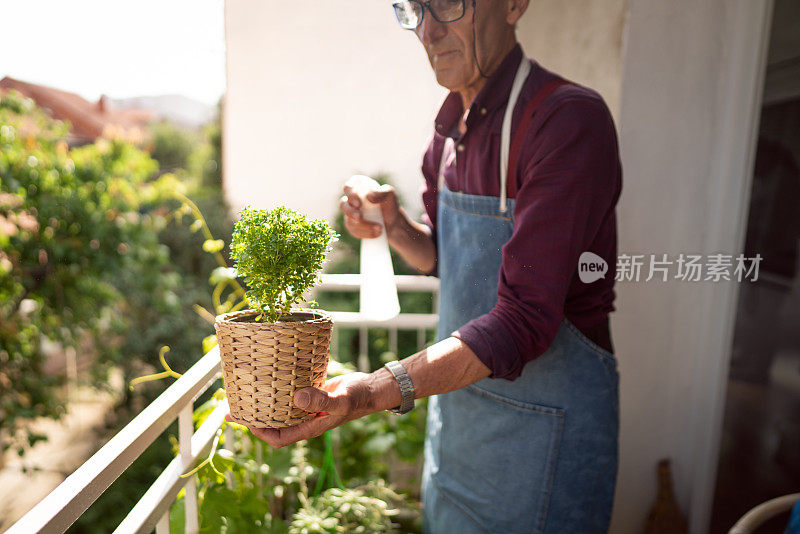 一位退休男子正在自家阳台上的盆栽罗勒上喷水