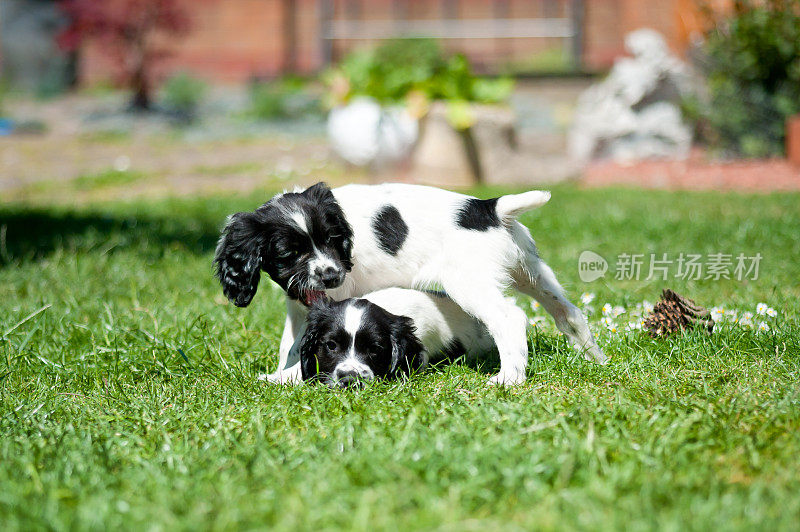 两只小西班牙猎犬小狗在新家的草坪上玩耍打架，探索他们的新环境。