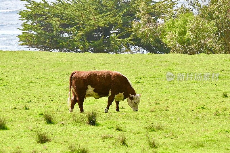 在加州大苏尔的海岸线上放牧的牛