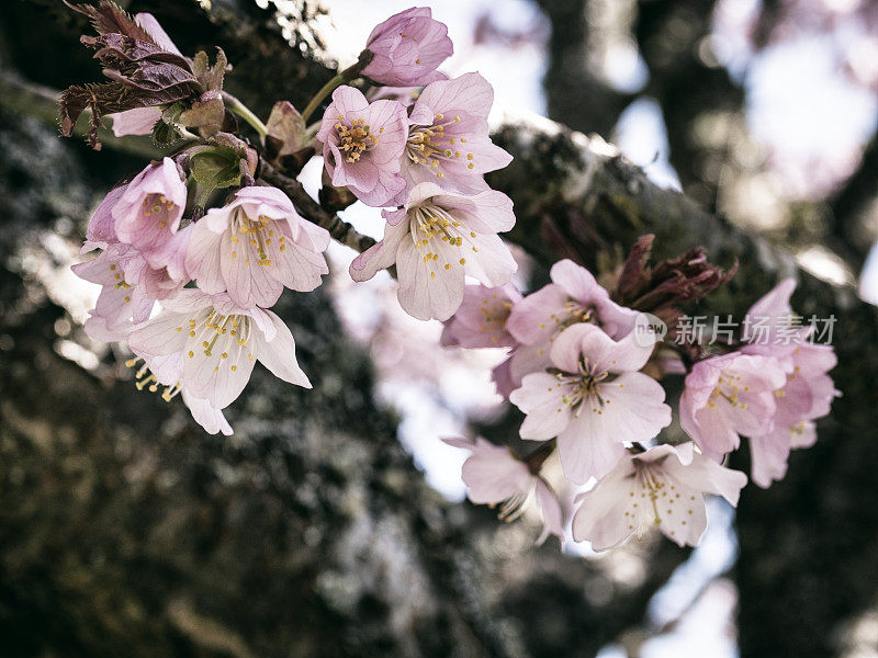 粉红色樱花在春天的特写