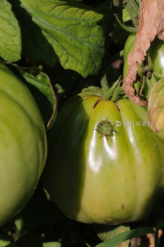 一种绿番茄上的绿盾虫(绿盾虫，南方臭虫)