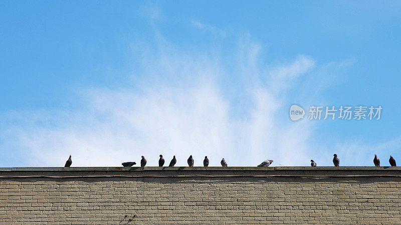 一排鸽子站在建筑边缘，映衬着春天的蓝天