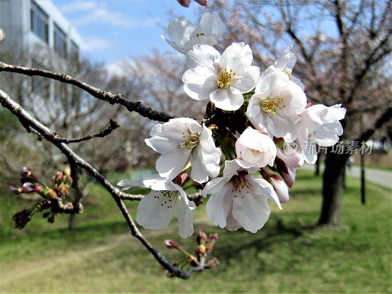 日本。3月。樱花开花。