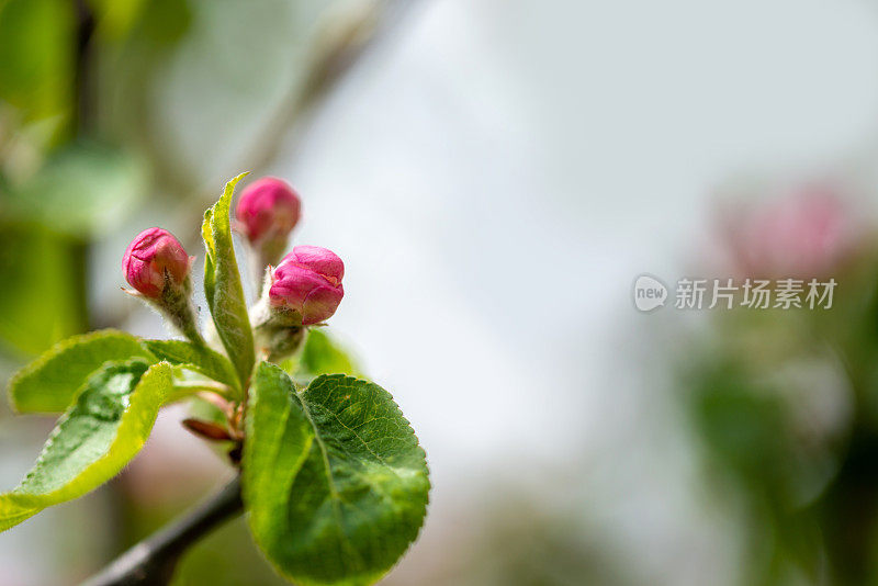 苹果树开花与复制空间