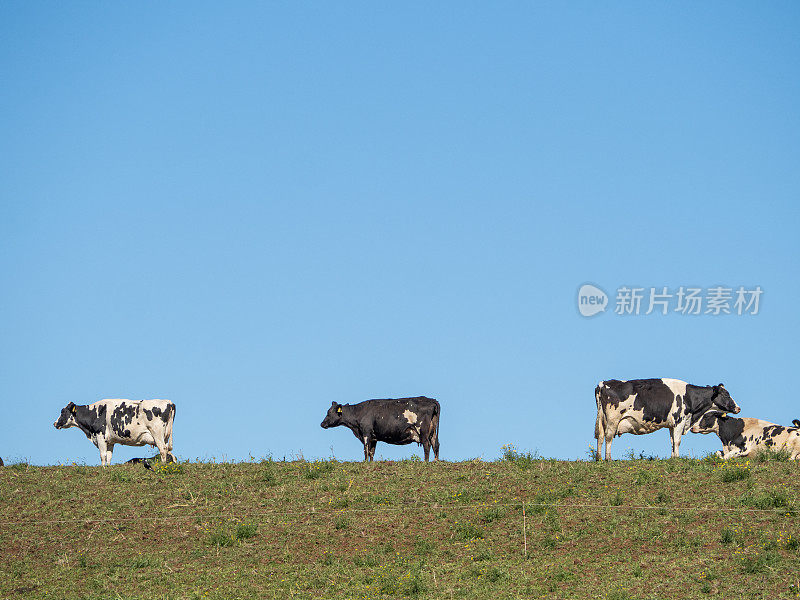 新英格兰高地地区的奶牛