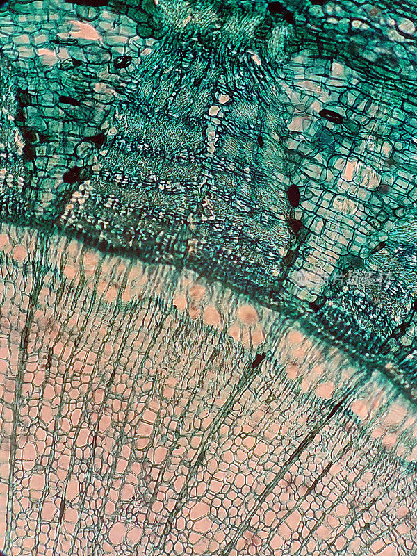 松木显微镜图