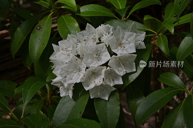 山上月桂花的特写