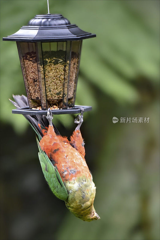 王鹦鹉挂在鸟喂食器上