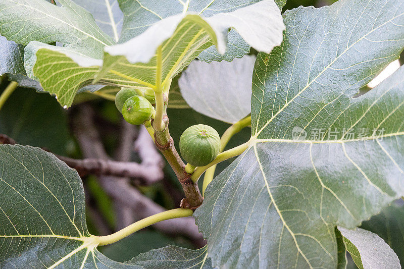 无花果树上的无花果