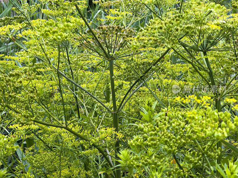 野生防风草，加拿大安大略省的入侵物种