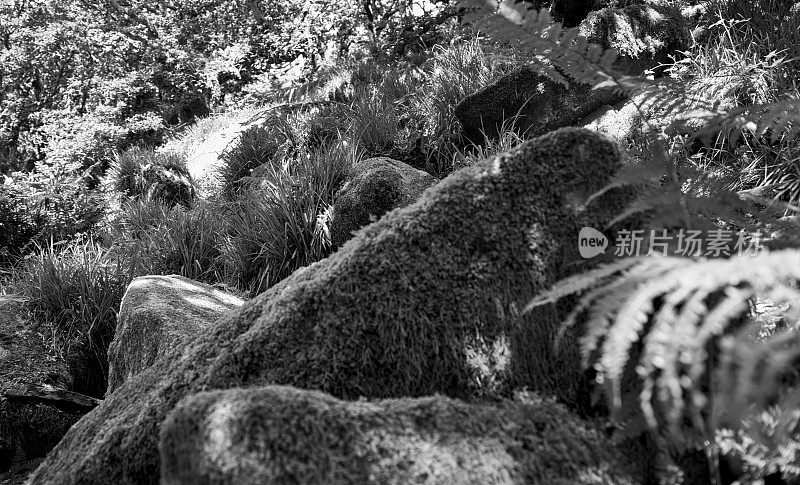 在达特穆尔的树林里，苔藓覆盖着巨石