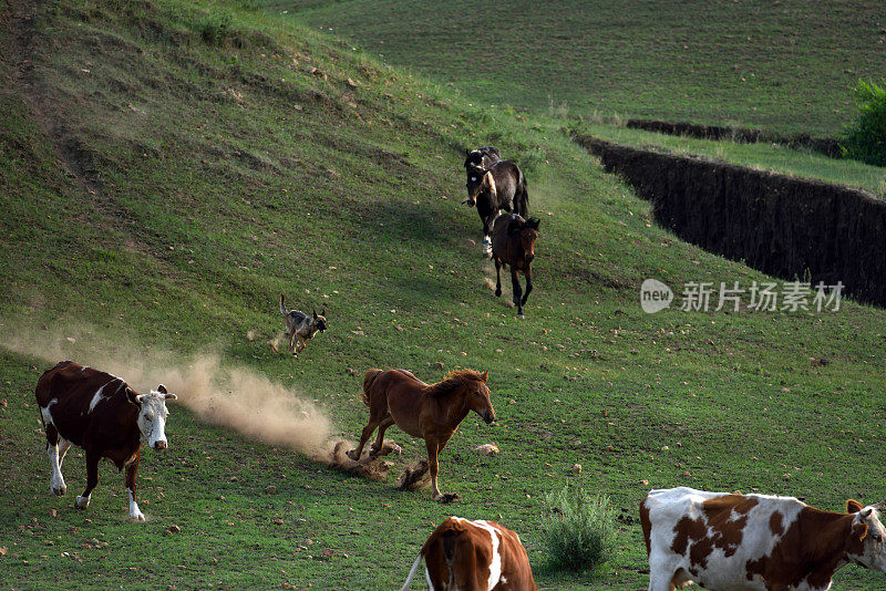 马在中国河北省北部的山区草原上吃草