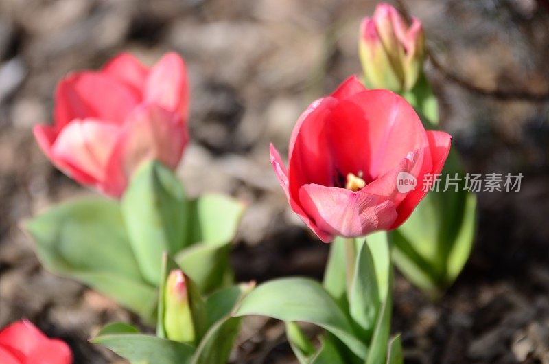 郁金香球茎:早春的花和花朵