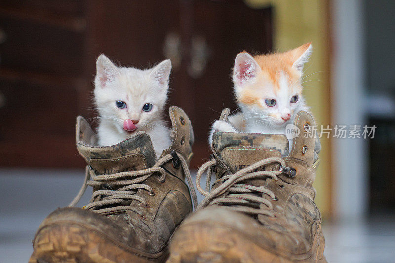 靴子里的小猫