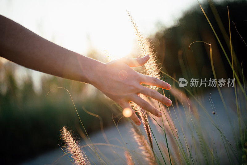 年轻女子的手摸草(狼尾草)