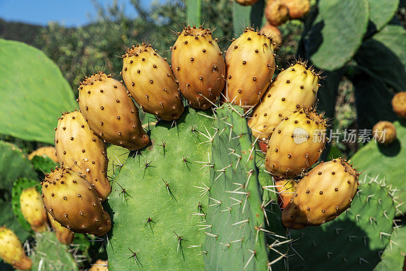 有黄色果实的多刺梨(仙人掌)