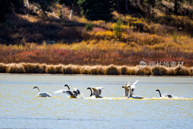 四只号手天鹅(幼年)在天鹅湖上学习飞翔