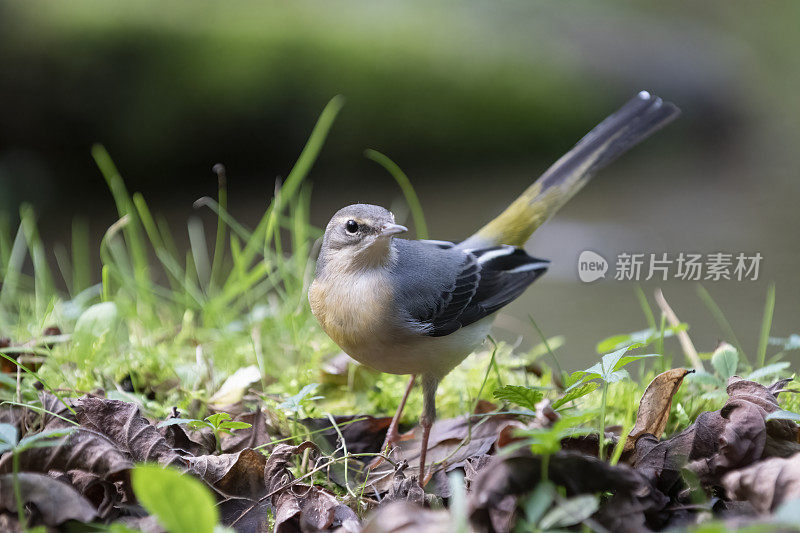 灰鹡鸰