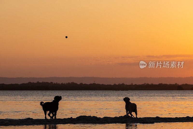 日落时分快乐的澳大利亚拉布拉多犬